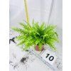 BLUE BELL FERN