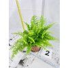 BLUE BELL FERN