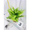 BLUE BELL FERN