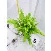 BLUE BELL FERN