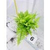 BLUE BELL FERN