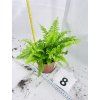 BLUE BELL FERN