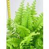 BLUE BELL FERN