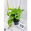 EPIPREMNUM HICOLOR