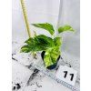 EPIPREMNUM HICOLOR