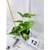 EPIPREMNUM HICOLOR