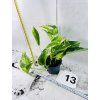 EPIPREMNUM HICOLOR