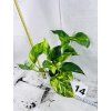 EPIPREMNUM HICOLOR