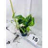 EPIPREMNUM HICOLOR