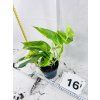 EPIPREMNUM HICOLOR
