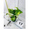 EPIPREMNUM HICOLOR