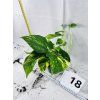 EPIPREMNUM HICOLOR