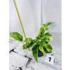 EPIPREMNUM HICOLOR
