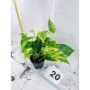 EPIPREMNUM HICOLOR