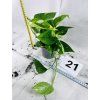 EPIPREMNUM HICOLOR
