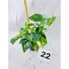EPIPREMNUM HICOLOR