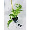 EPIPREMNUM HICOLOR