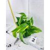 EPIPREMNUM HICOLOR