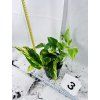 EPIPREMNUM HICOLOR