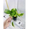 EPIPREMNUM HICOLOR