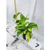 EPIPREMNUM HICOLOR