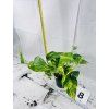 EPIPREMNUM HICOLOR