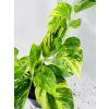 EPIPREMNUM HICOLOR