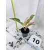 AGLAONEMA PRESTIGE