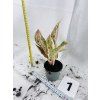 AGLAONEMA PRESTIGE