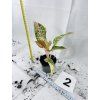 AGLAONEMA PRESTIGE