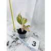 AGLAONEMA PRESTIGE