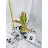 AGLAONEMA PRESTIGE