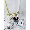AGLAONEMA PRESTIGE