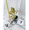 AGLAONEMA PRESTIGE