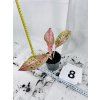 AGLAONEMA PRESTIGE