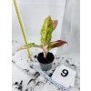 AGLAONEMA PRESTIGE