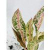 AGLAONEMA PRESTIGE