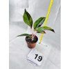 AGLAONEMA CRETE
