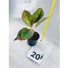 AGLAONEMA CRETE