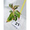 AGLAONEMA CRETE