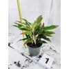 AGLAONEMA CRETE