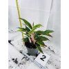 AGLAONEMA CRETE