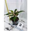 AGLAONEMA CRETE
