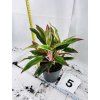 AGLAONEMA CRETE