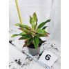 AGLAONEMA CRETE