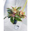 AGLAONEMA CRETE