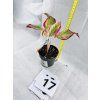 AGLAONEMA CRETE