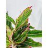 AGLAONEMA CRETE