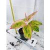 AGLAONEMA SALMON FANTASY