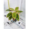 AGLAONEMA SALMON FANTASY